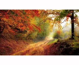 Autumn Pathway, 3D Diamond Painting Full Rhinestones